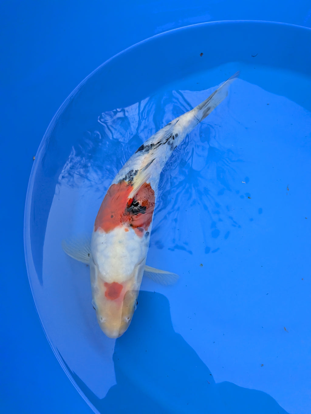 11" High Quality American Doitsui Sanke Koi Fish