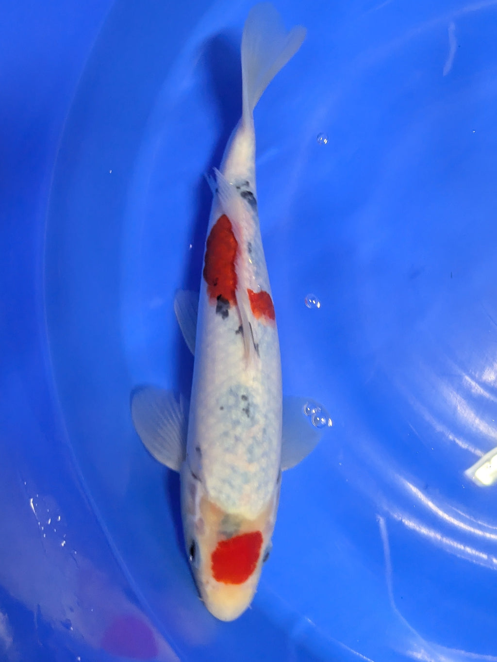 10" Premium Tancho Sanke Koi fish