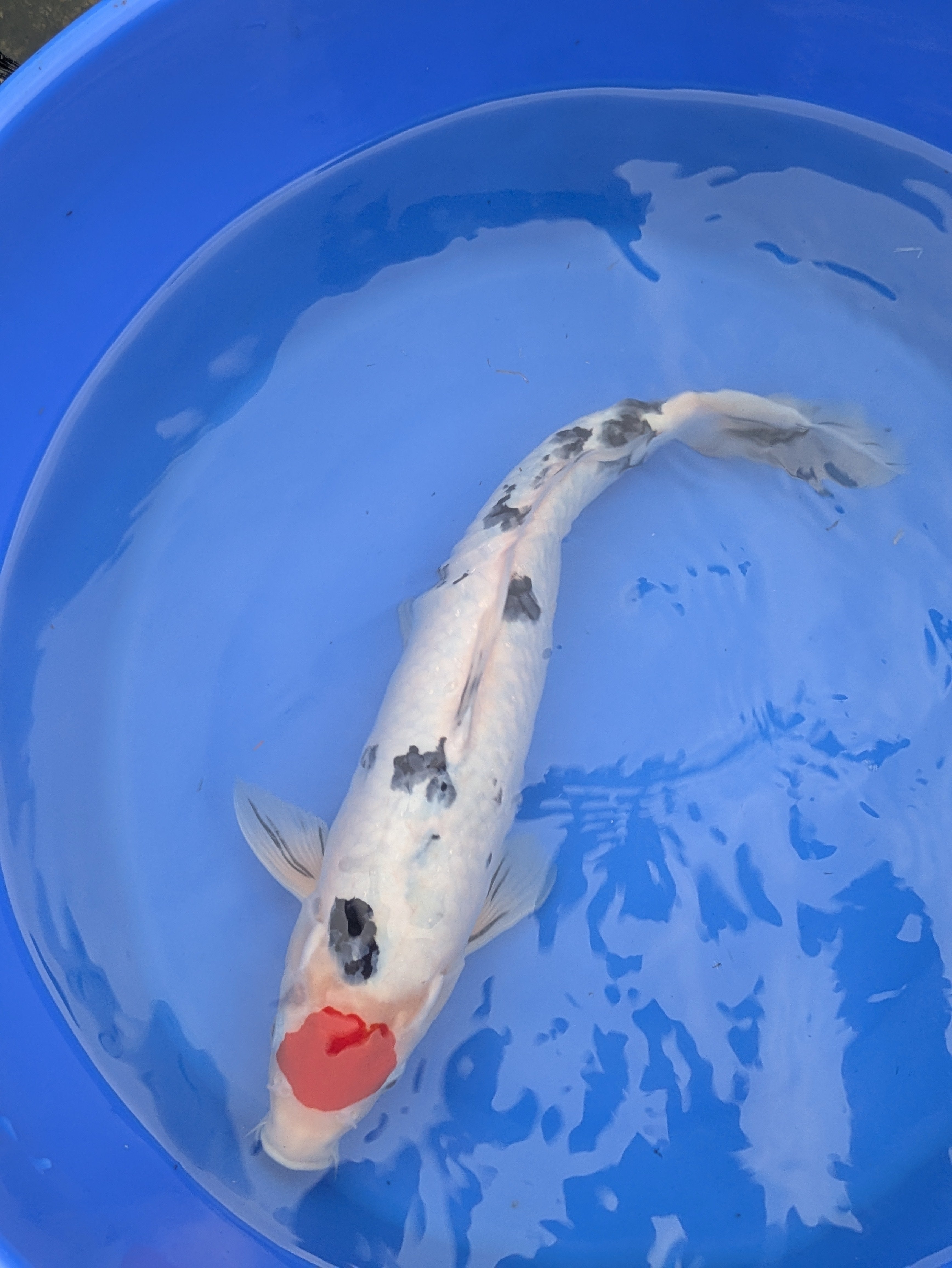 14-16" Imported Tancho Sanke Koi Fish