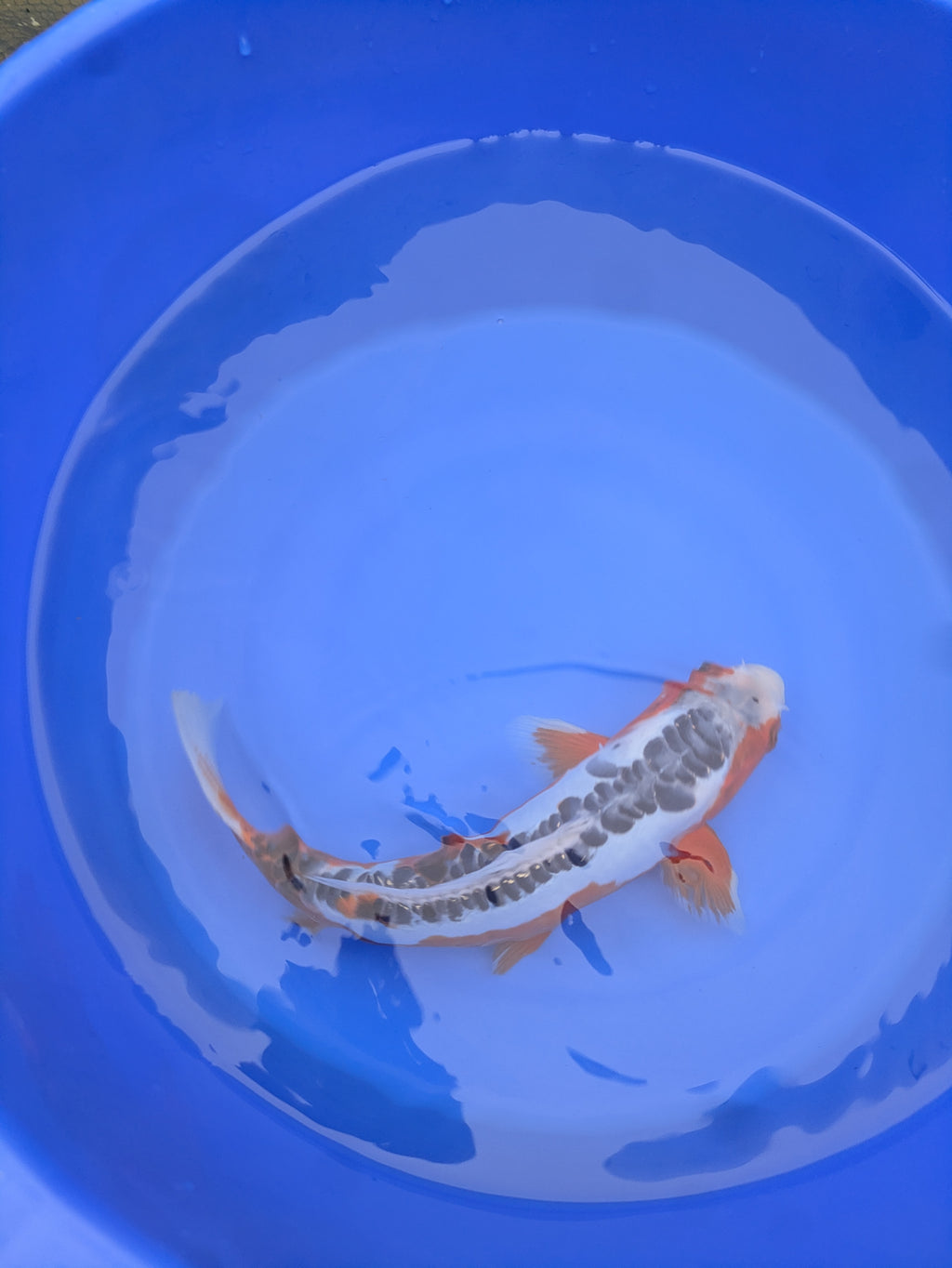 12" Premium Grade Shusui Koi fish