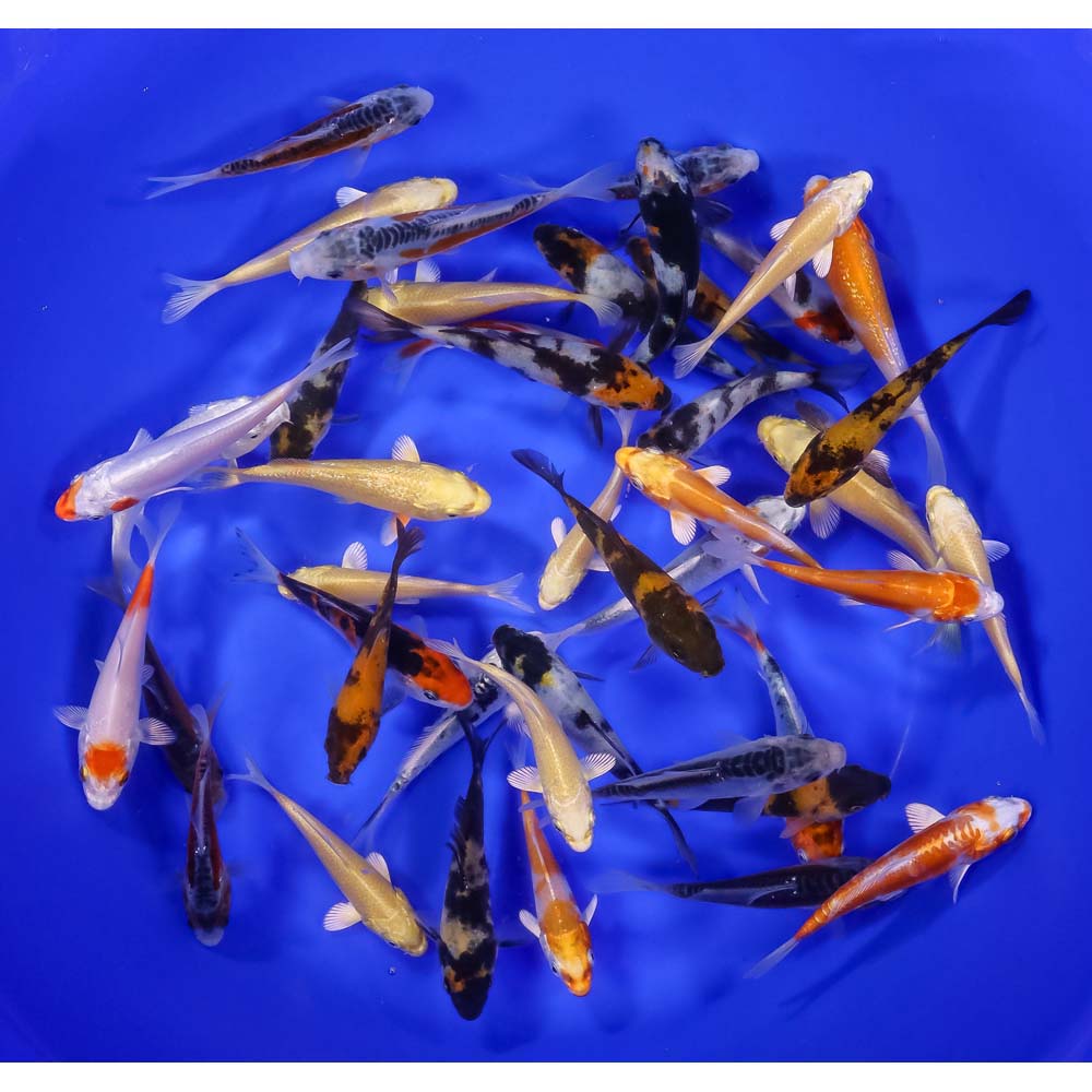 Lot of 50 Imported 3-4" Premium Grade Koi Fish. Available by shipping only!