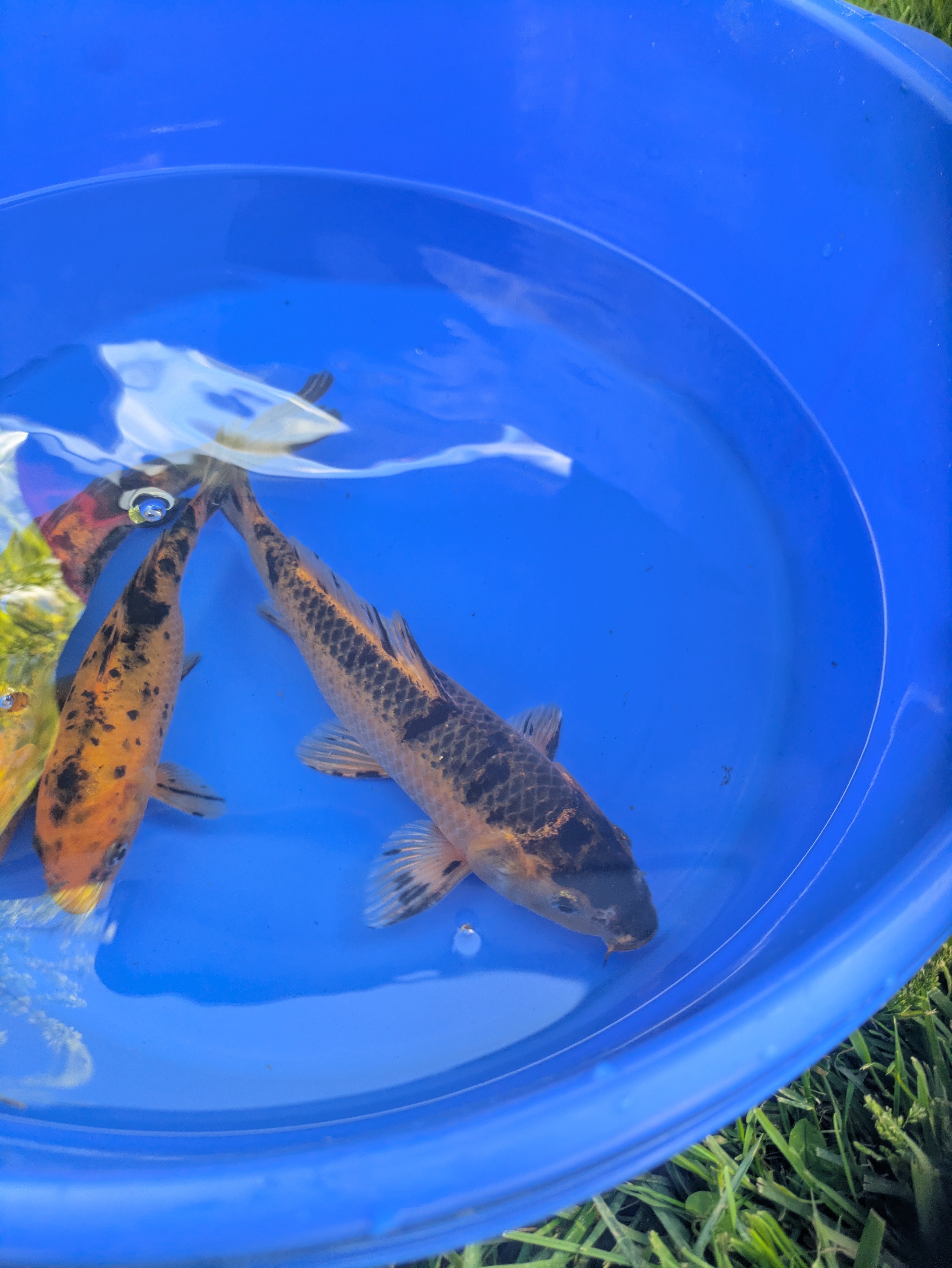 8"-10" Beginner Grade Koi Fish
