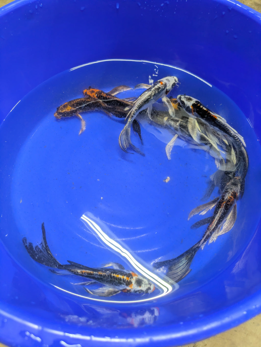7-8" Imported Skeleton Butterfly Koi Fish