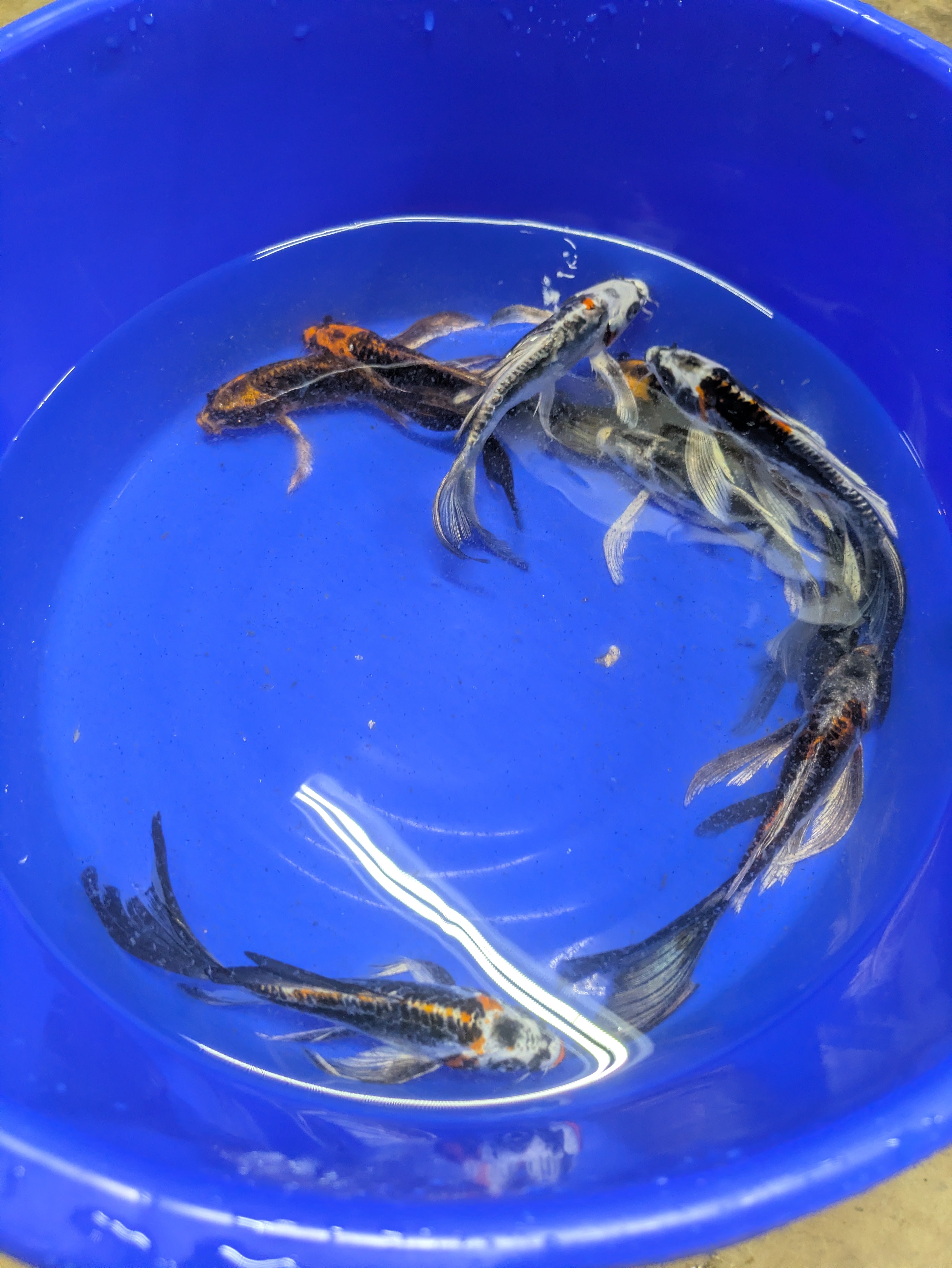 7-8" Imported Skeleton Butterfly Koi Fish