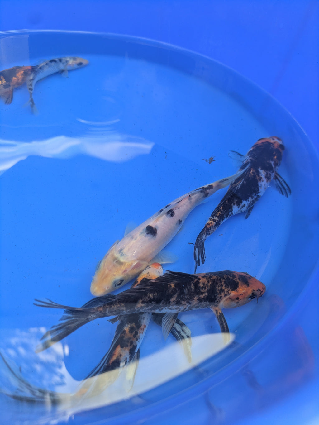 5"-6" Beginner Grade Koi Fish