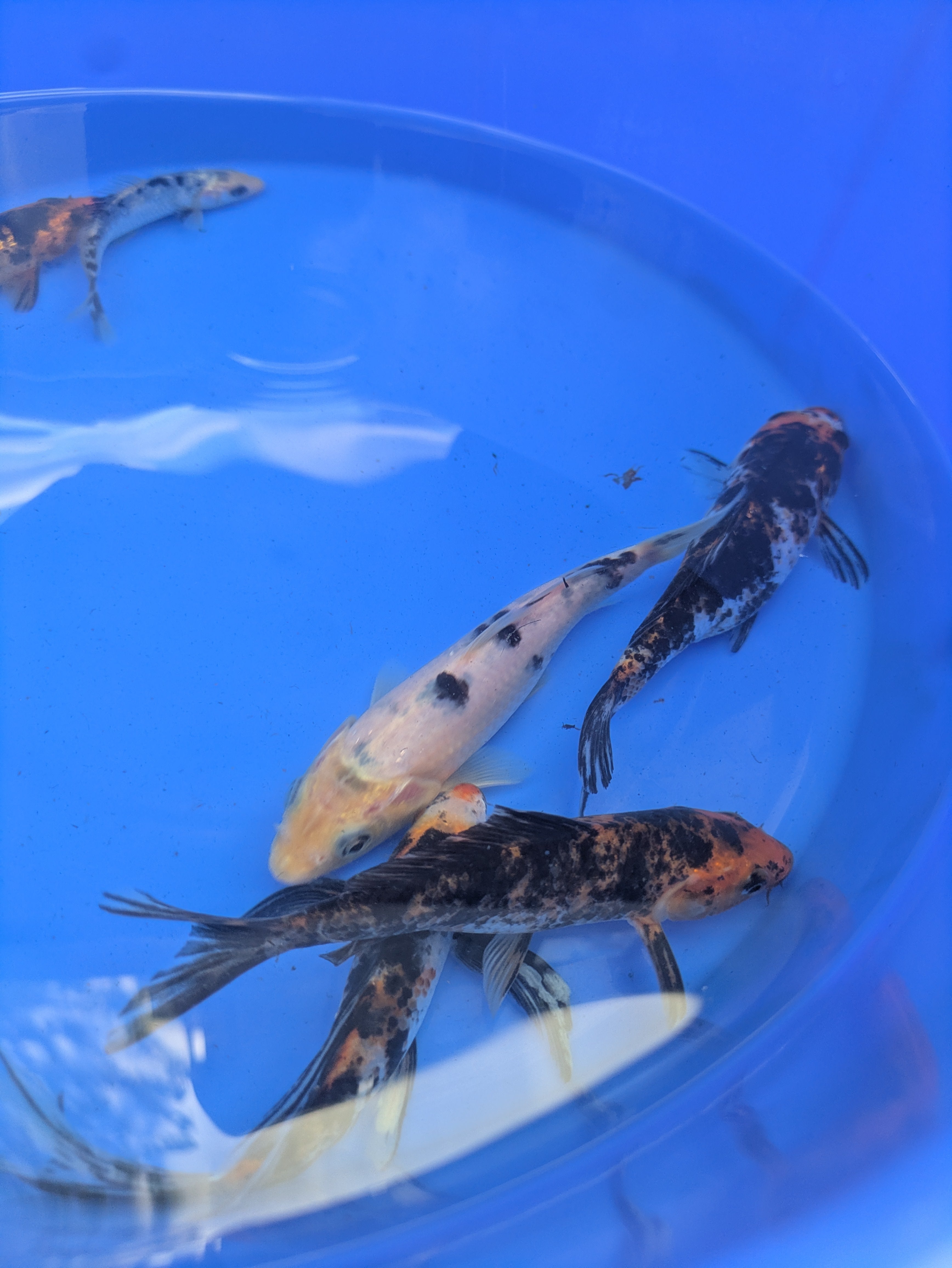 5"-6" Beginner Grade Koi Fish