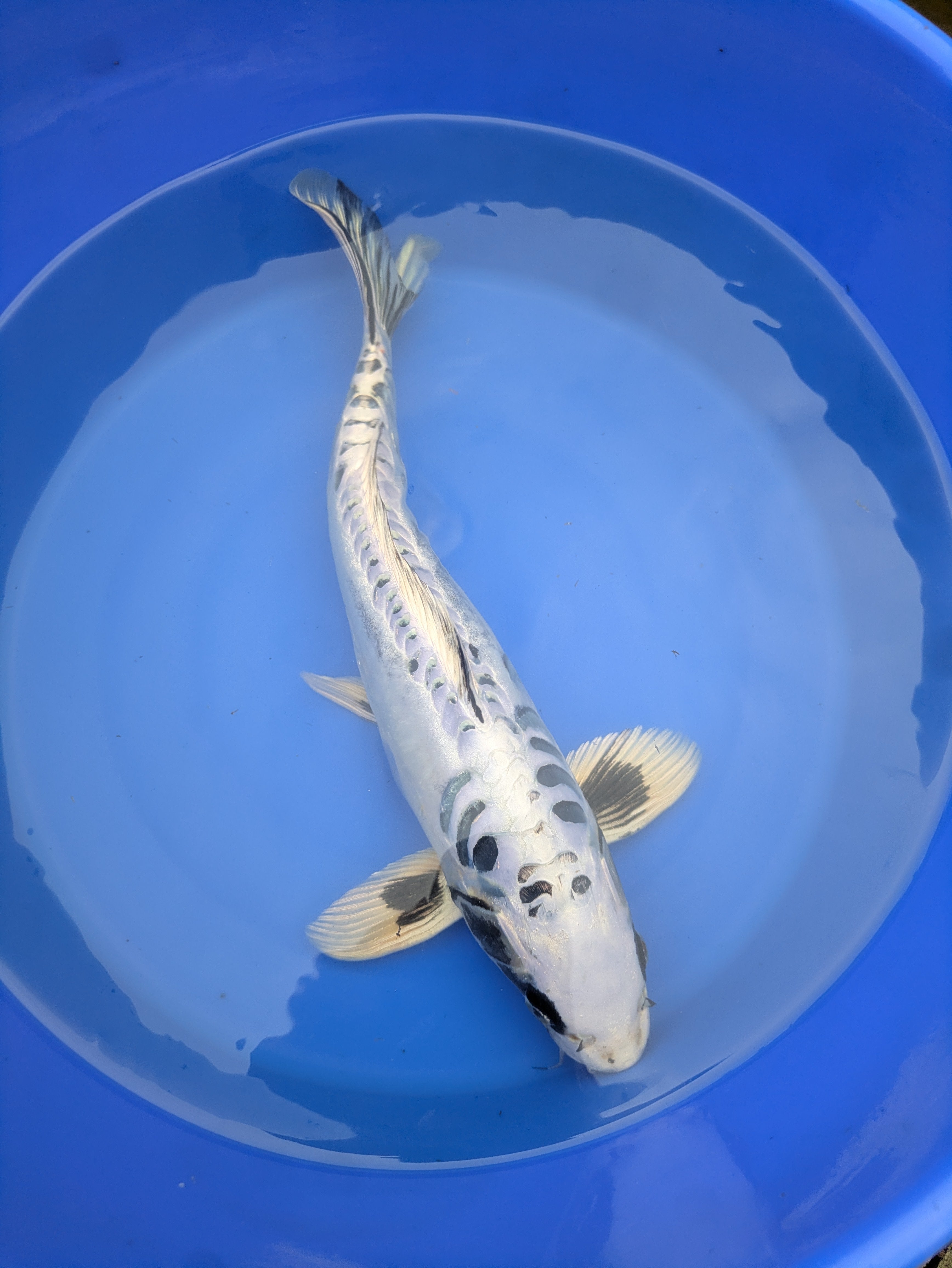 14-16" Imported Koi Fish