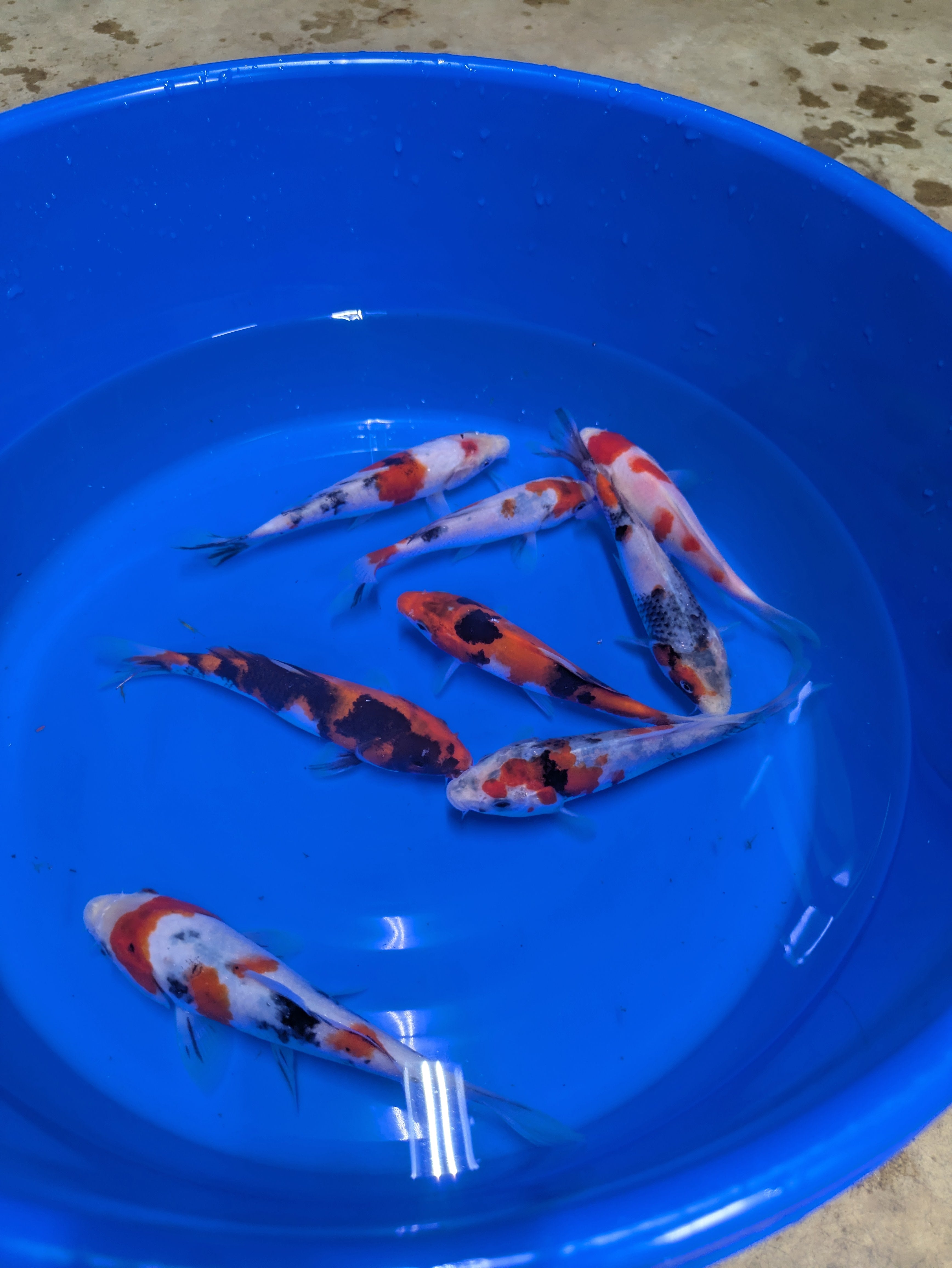 5-6" High Quality Showa and Sanke Koi Fish