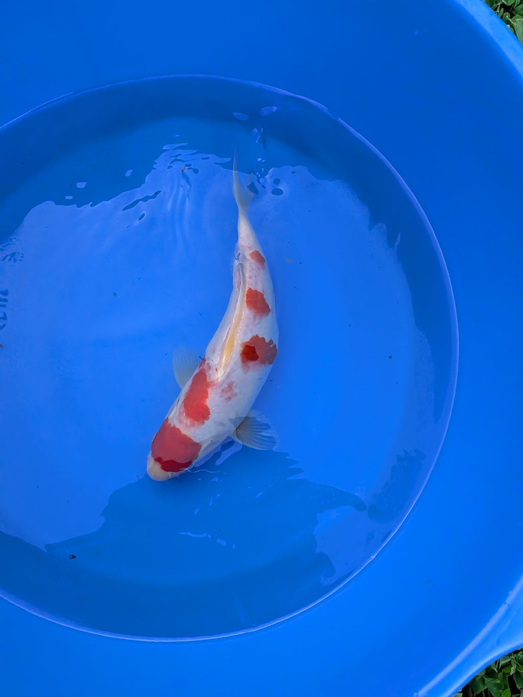 10-12" High Quality American Kohaku Koi Fish