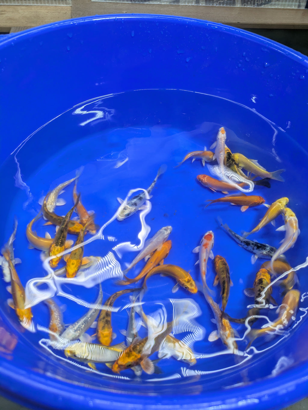 3-4" Imported Hikari Koi Fish