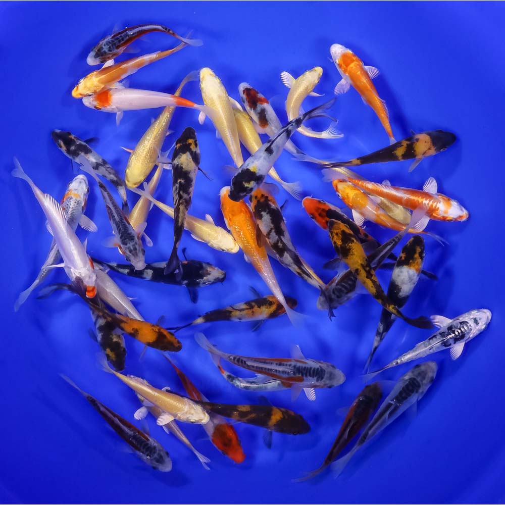 Lot of 50 Imported 3-4" Premium Grade Koi Fish. Available by shipping only!