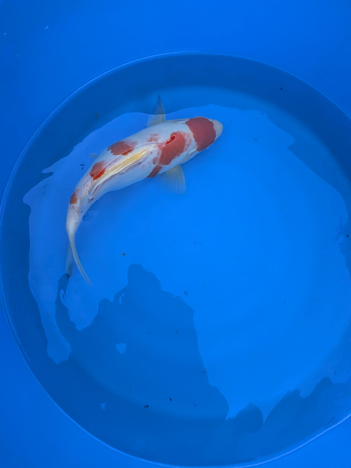 10-12" High Quality American Kohaku Koi Fish
