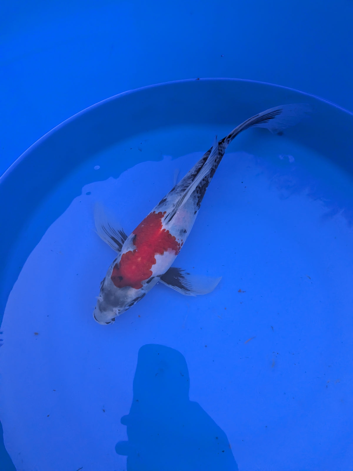 Japanese Imported Butterfly Showa Koi Fish
