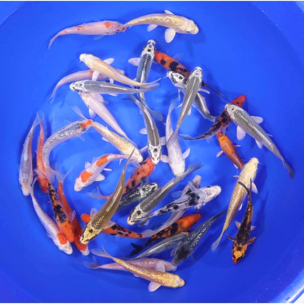 Lot of 30 Imported Standard Grade 4-5" Koi Fish. Available by shipping only!