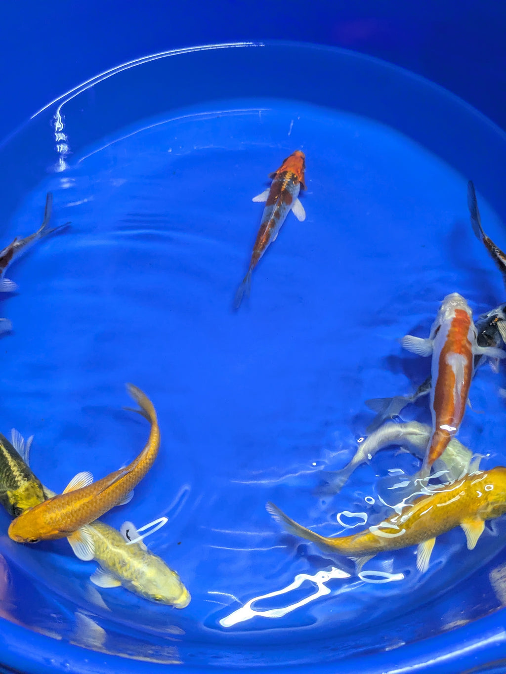 5"-6" Imported Hikari Koi fish