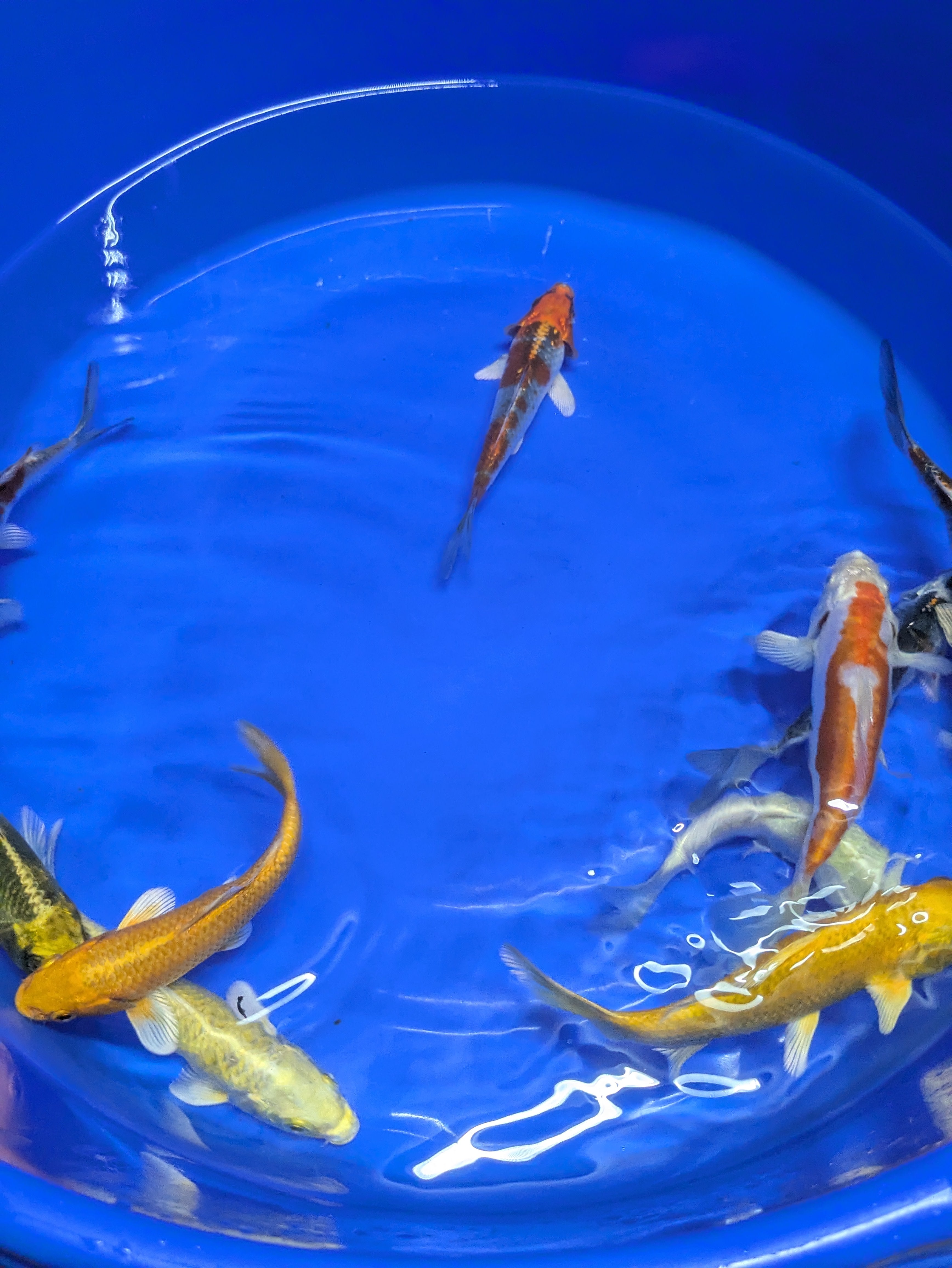 5"-6" Imported Hikari Koi fish
