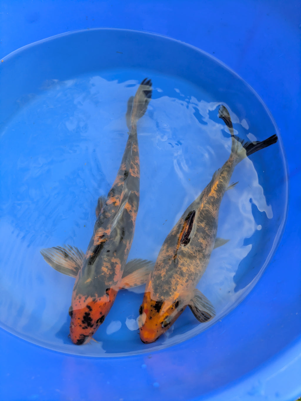 10"-12" Beginner Grade Koi Fish