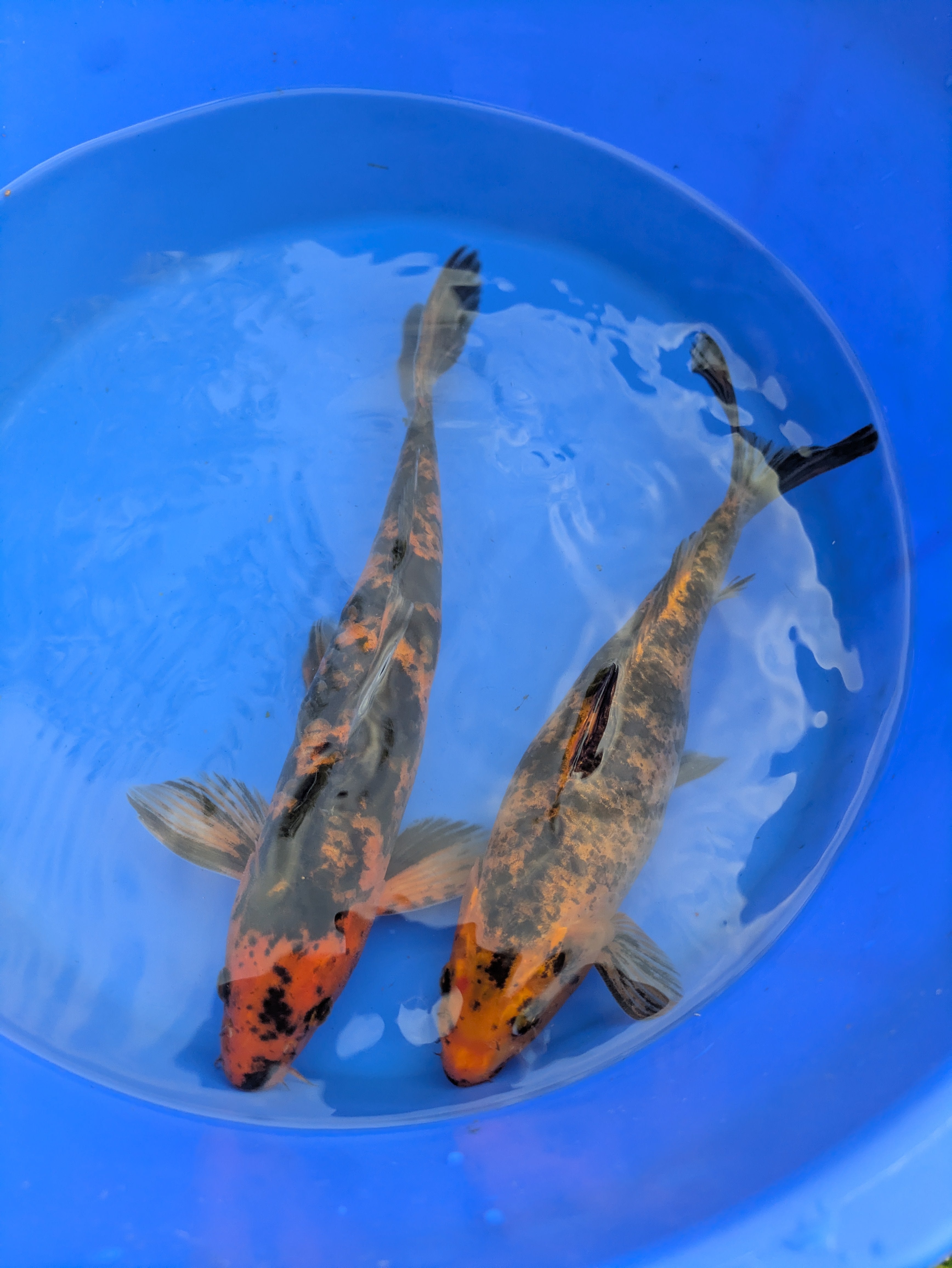 10"-12" Beginner Grade Koi Fish