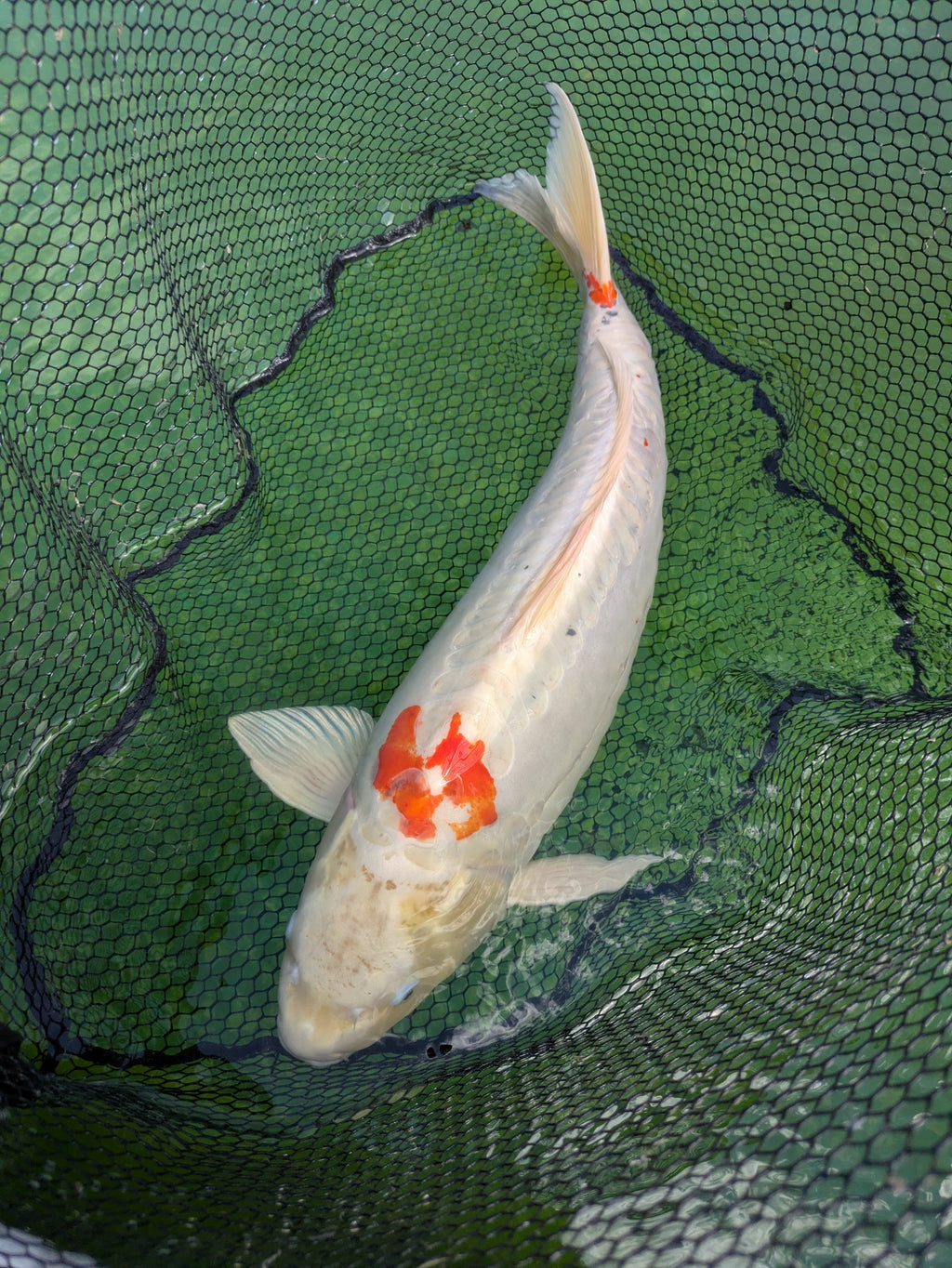 26" Jumbo Koi Fish