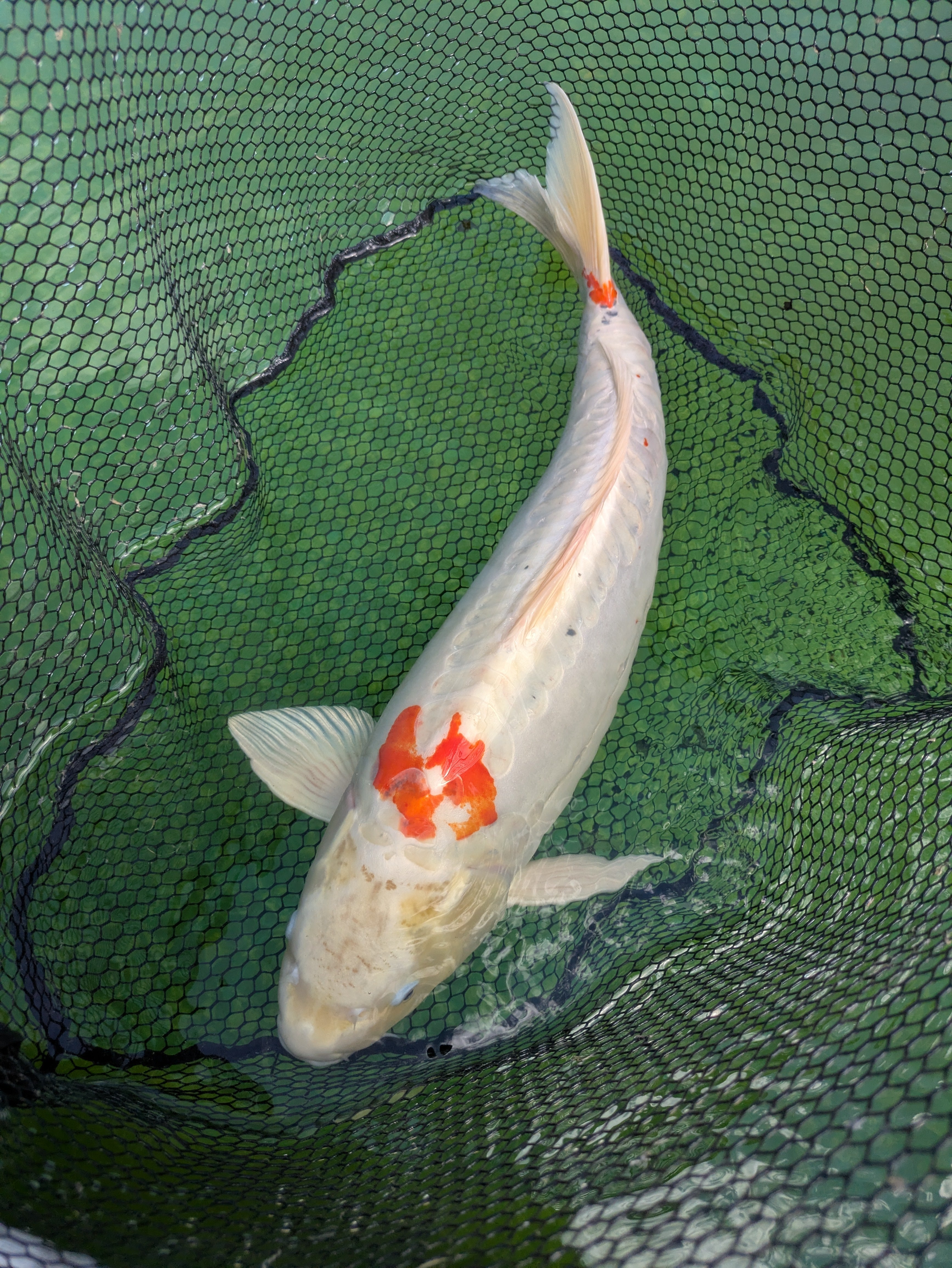 26" Jumbo Koi Fish