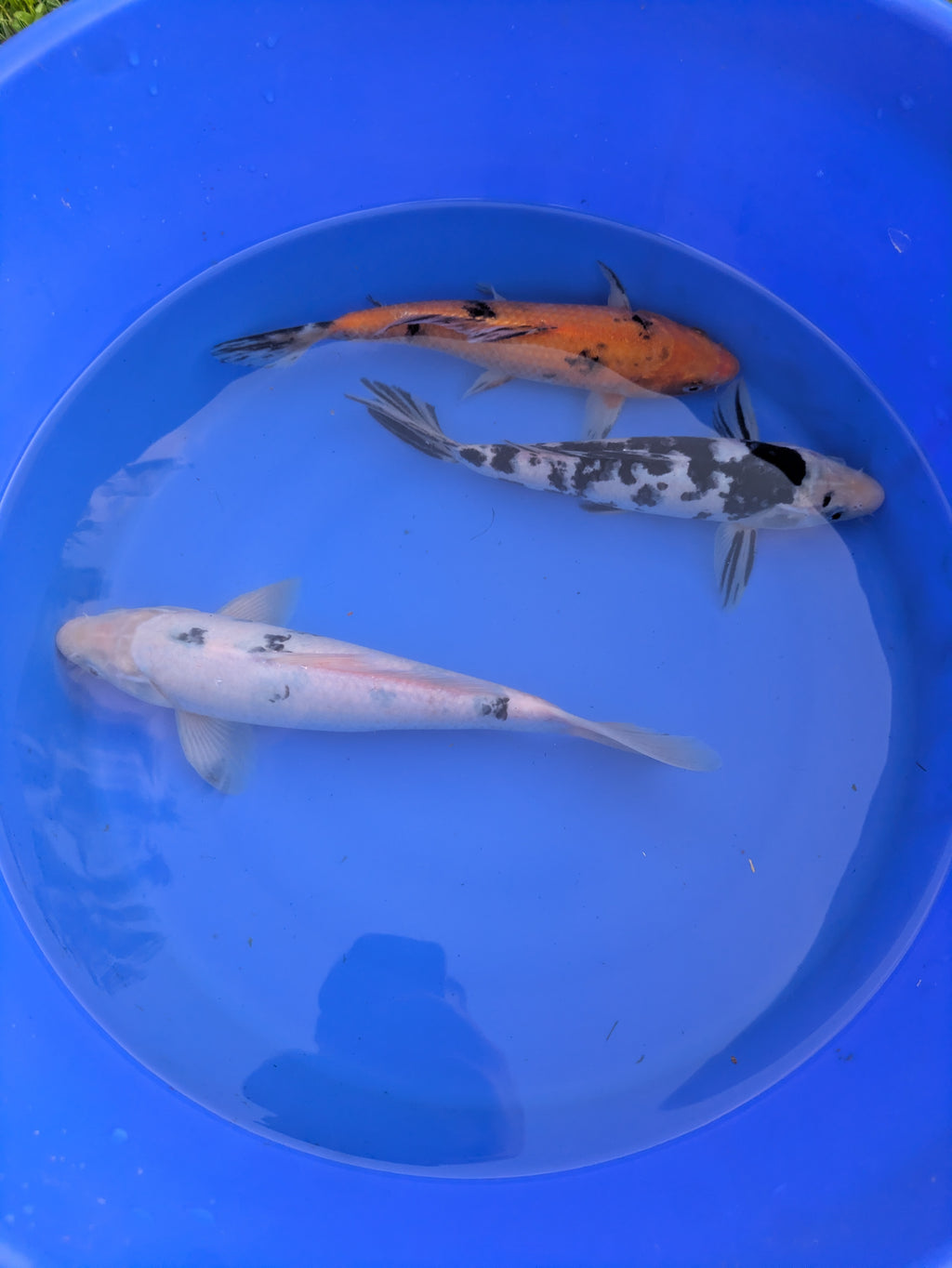 8"-10" Beginner Grade Koi Fish