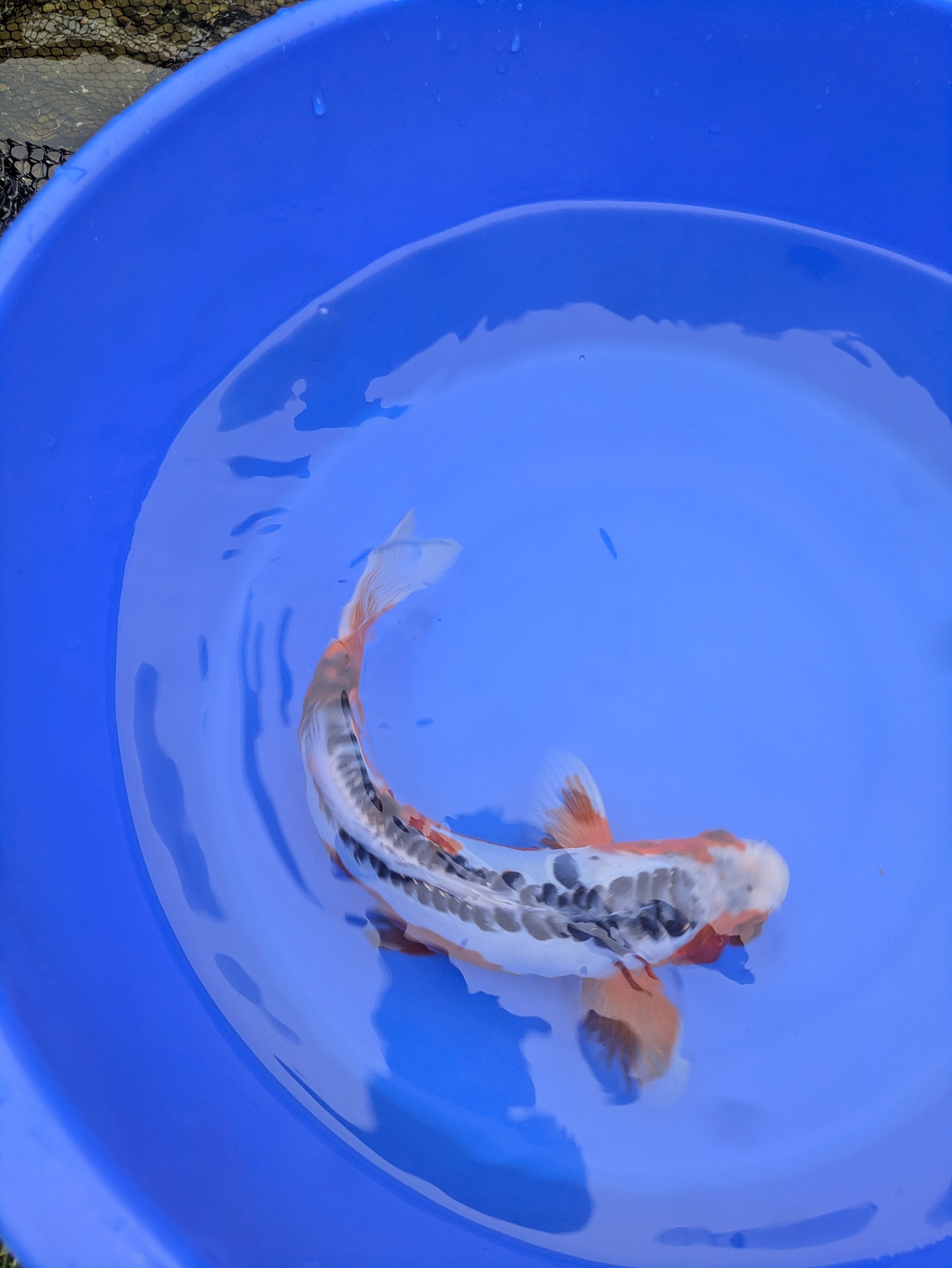12" Premium Grade Shusui Koi fish