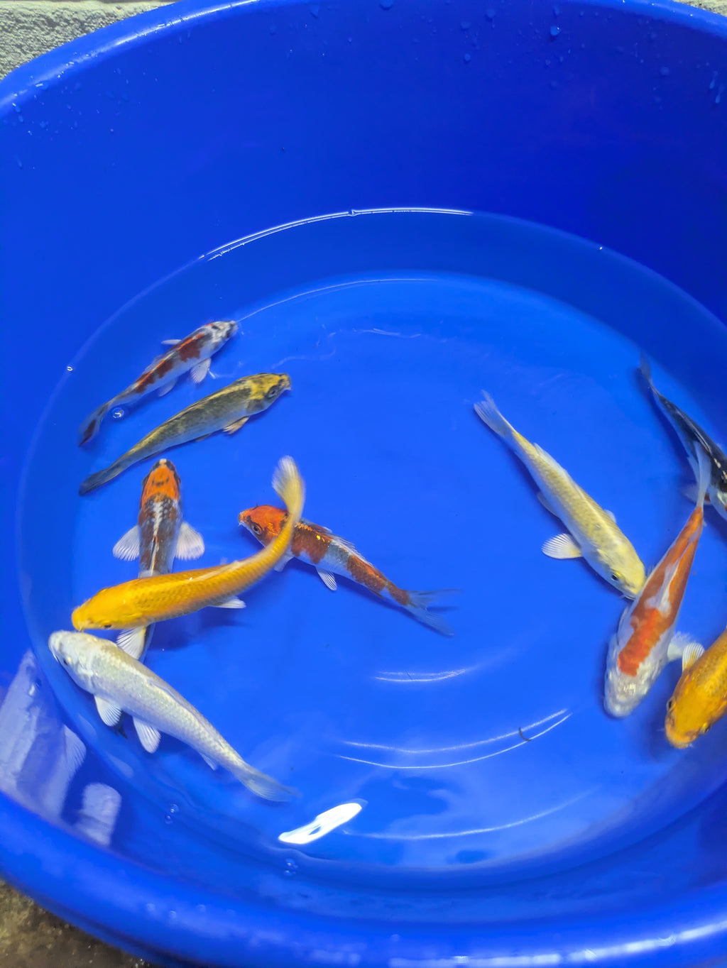 5"-6" Imported Hikari Koi fish