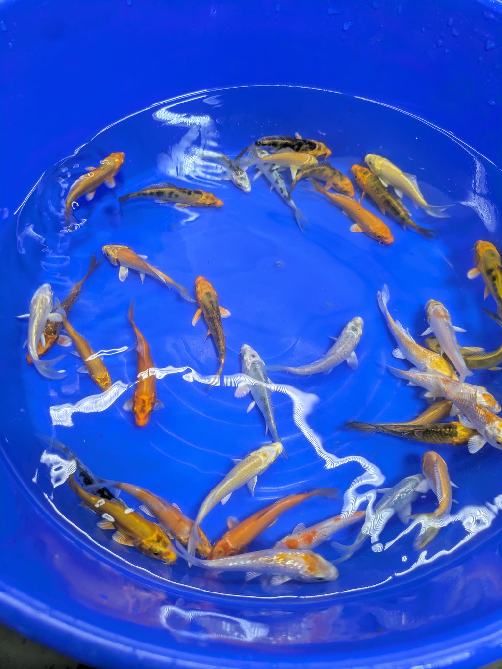3-4" Imported Hikari Koi Fish