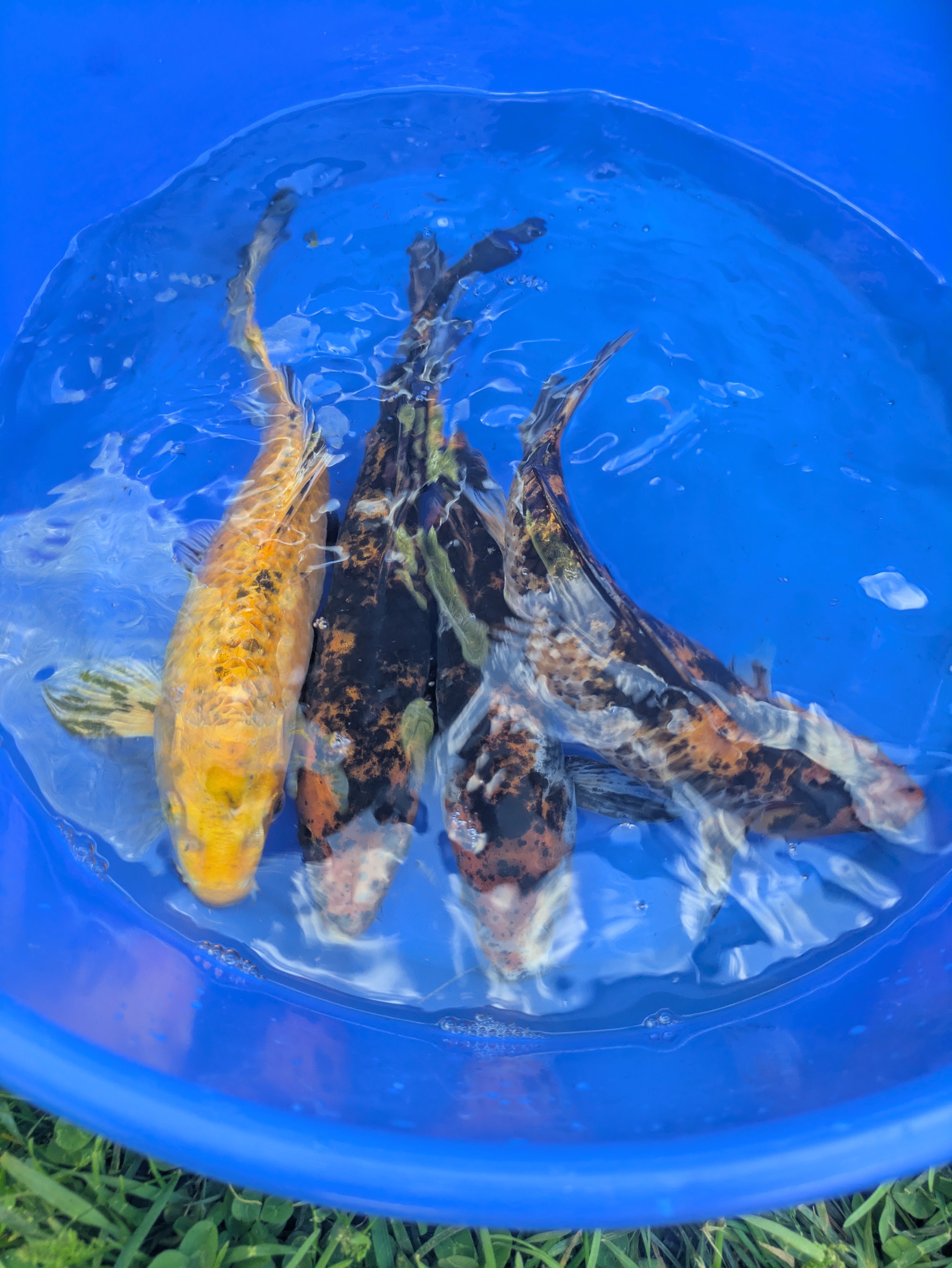 10"-12" Beginner Grade Koi Fish