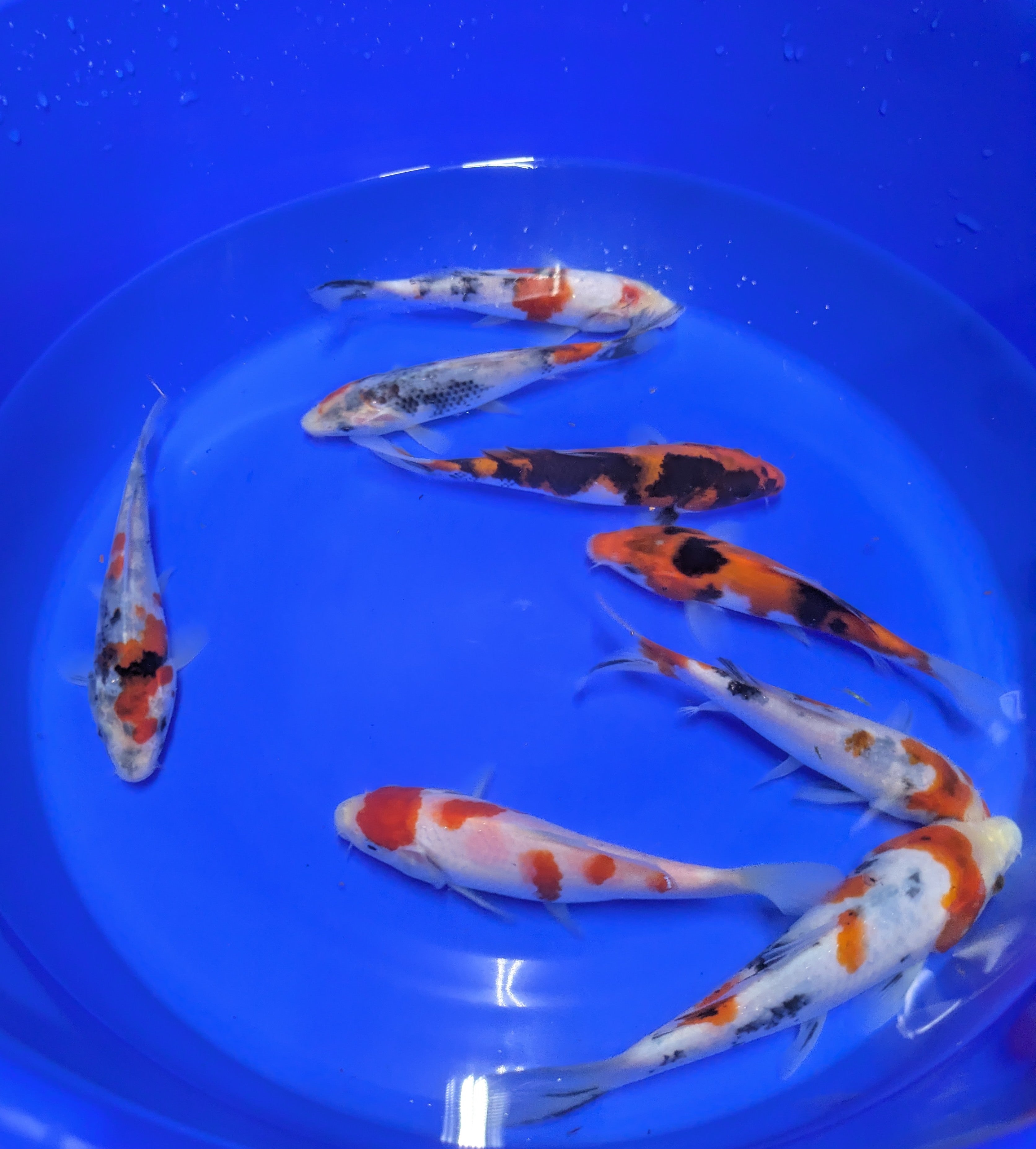 5-6" High Quality Showa and Sanke Koi Fish