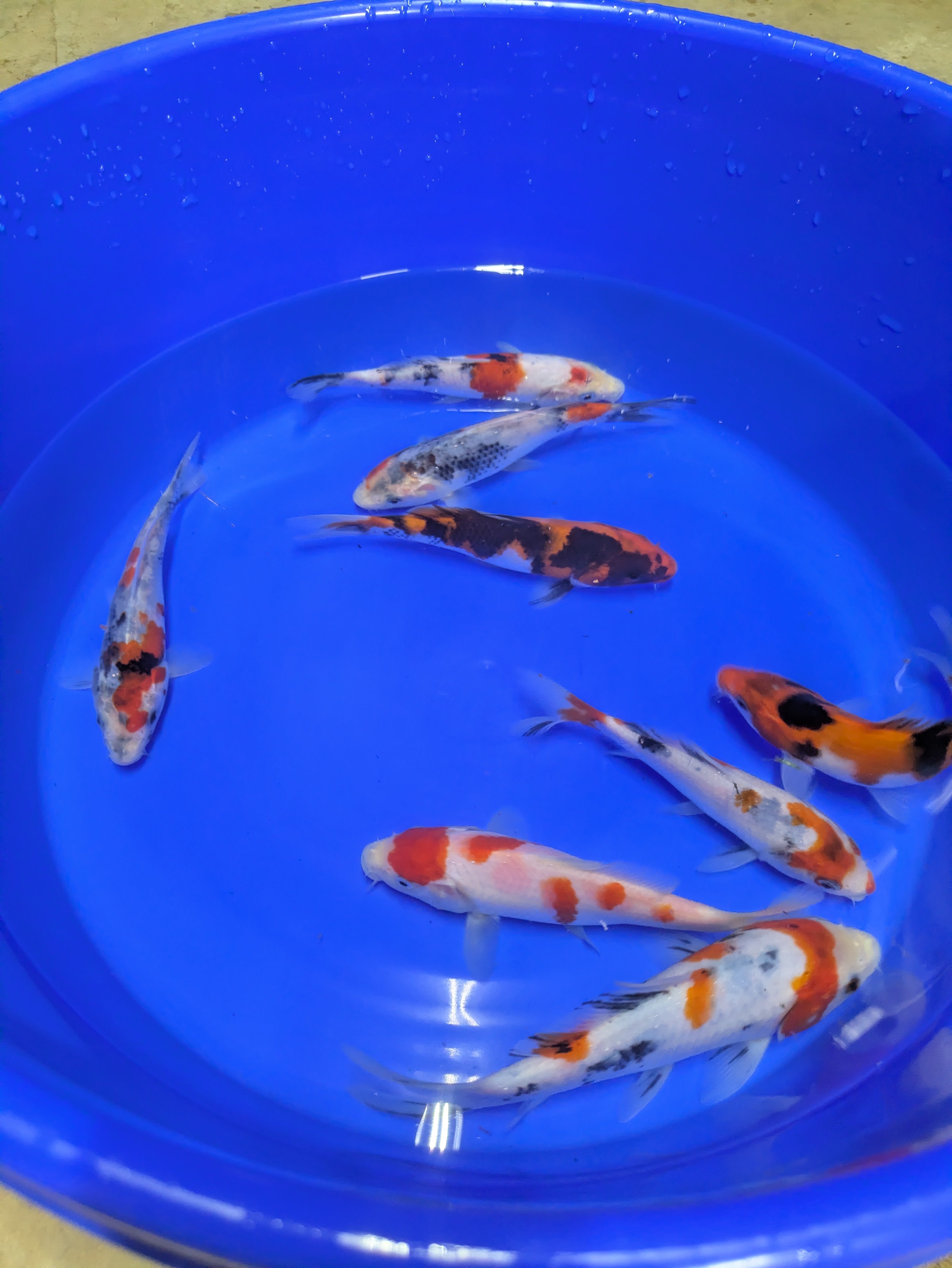 5-6" High Quality Showa and Sanke Koi Fish