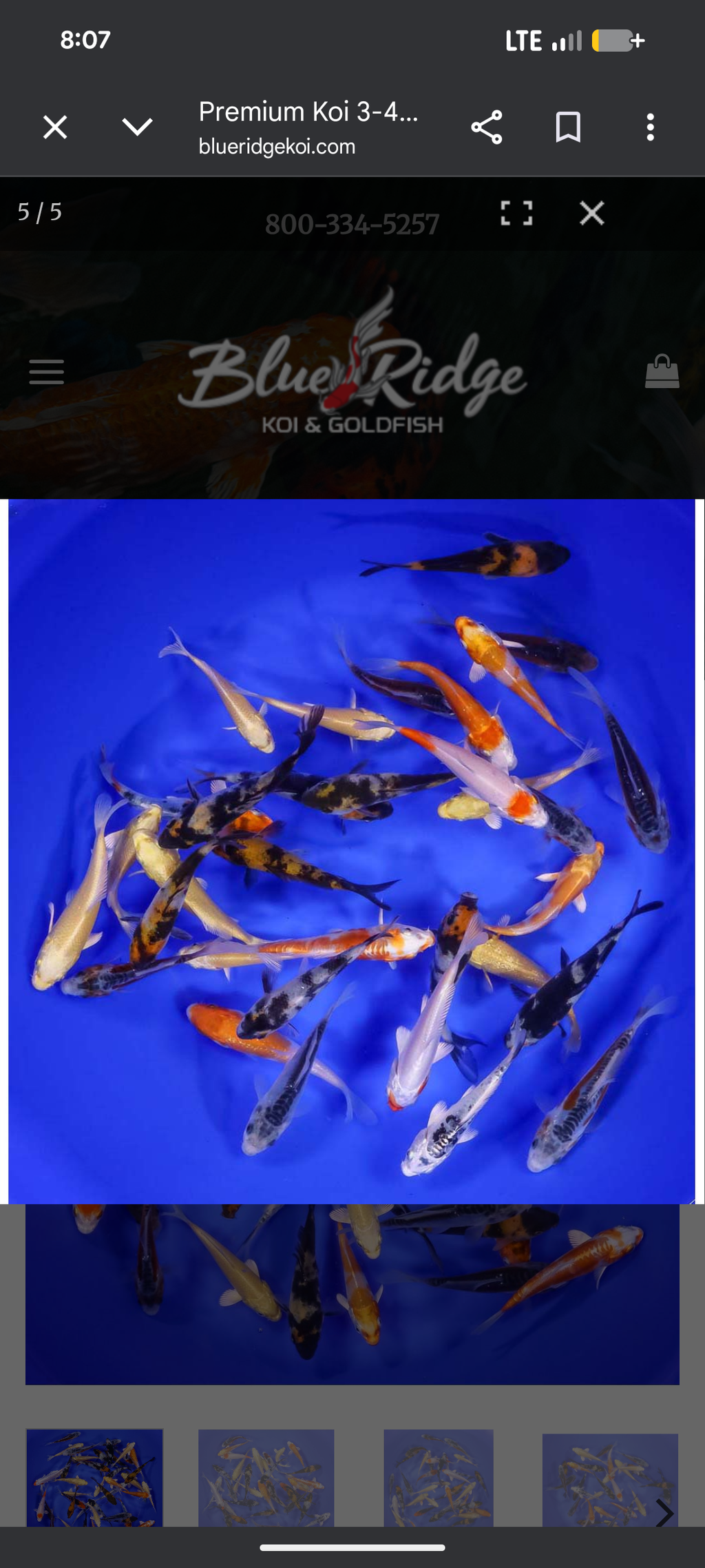 Lot of 50 Imported 3-4" Premium Grade Koi Fish. Available by shipping only!