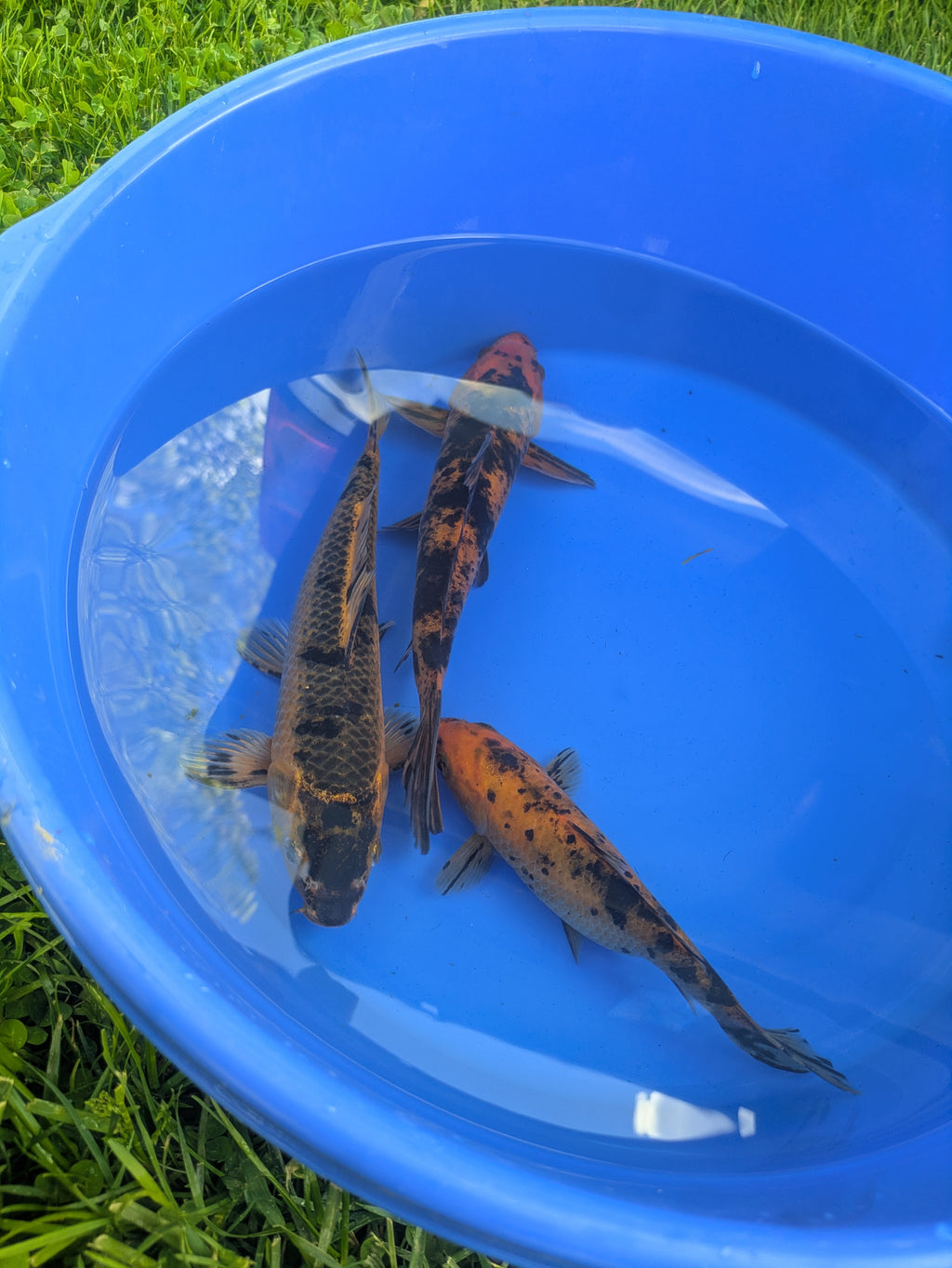 8"-10" Beginner Grade Koi Fish