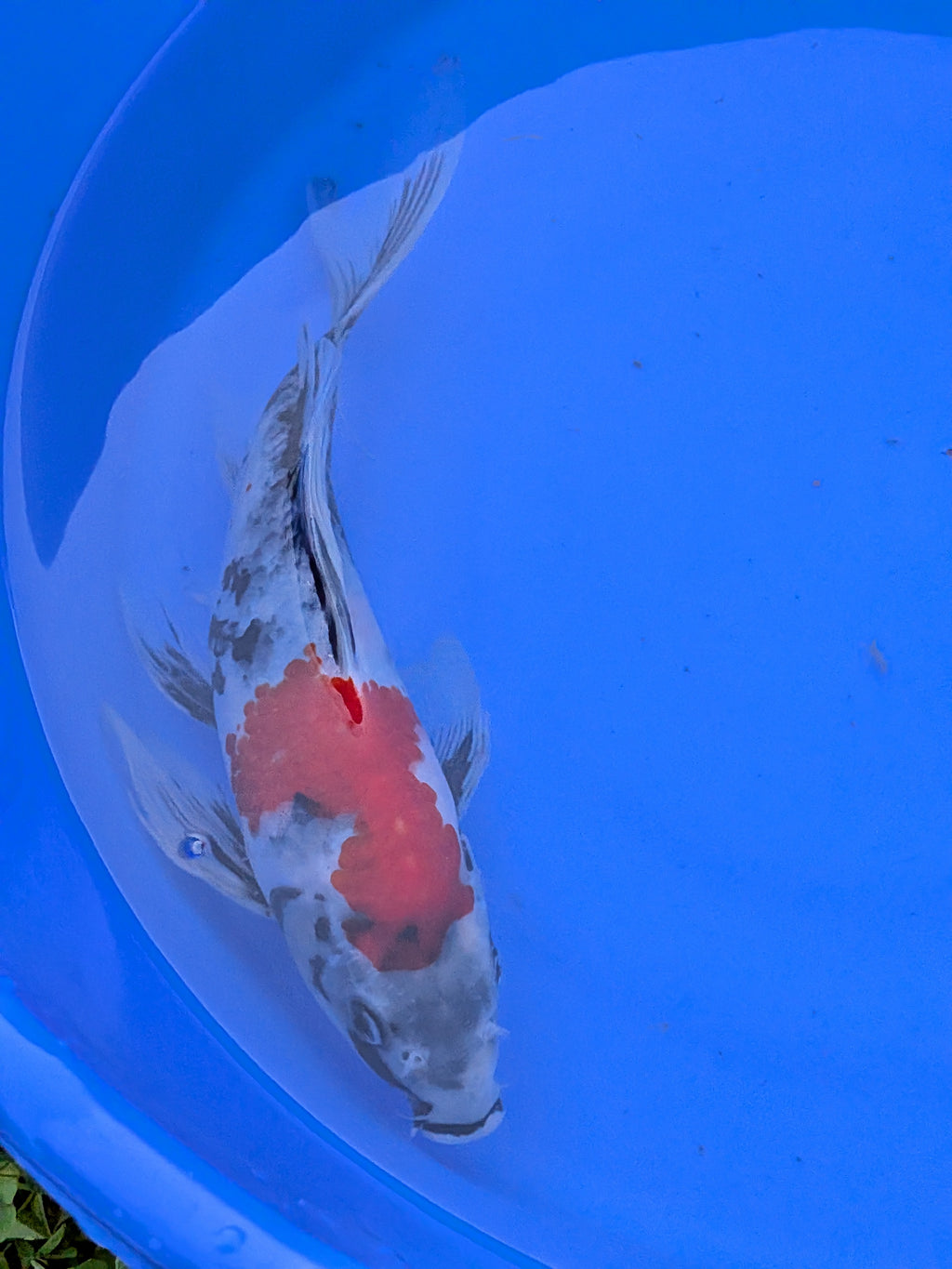 Japanese Imported Butterfly Showa Koi Fish