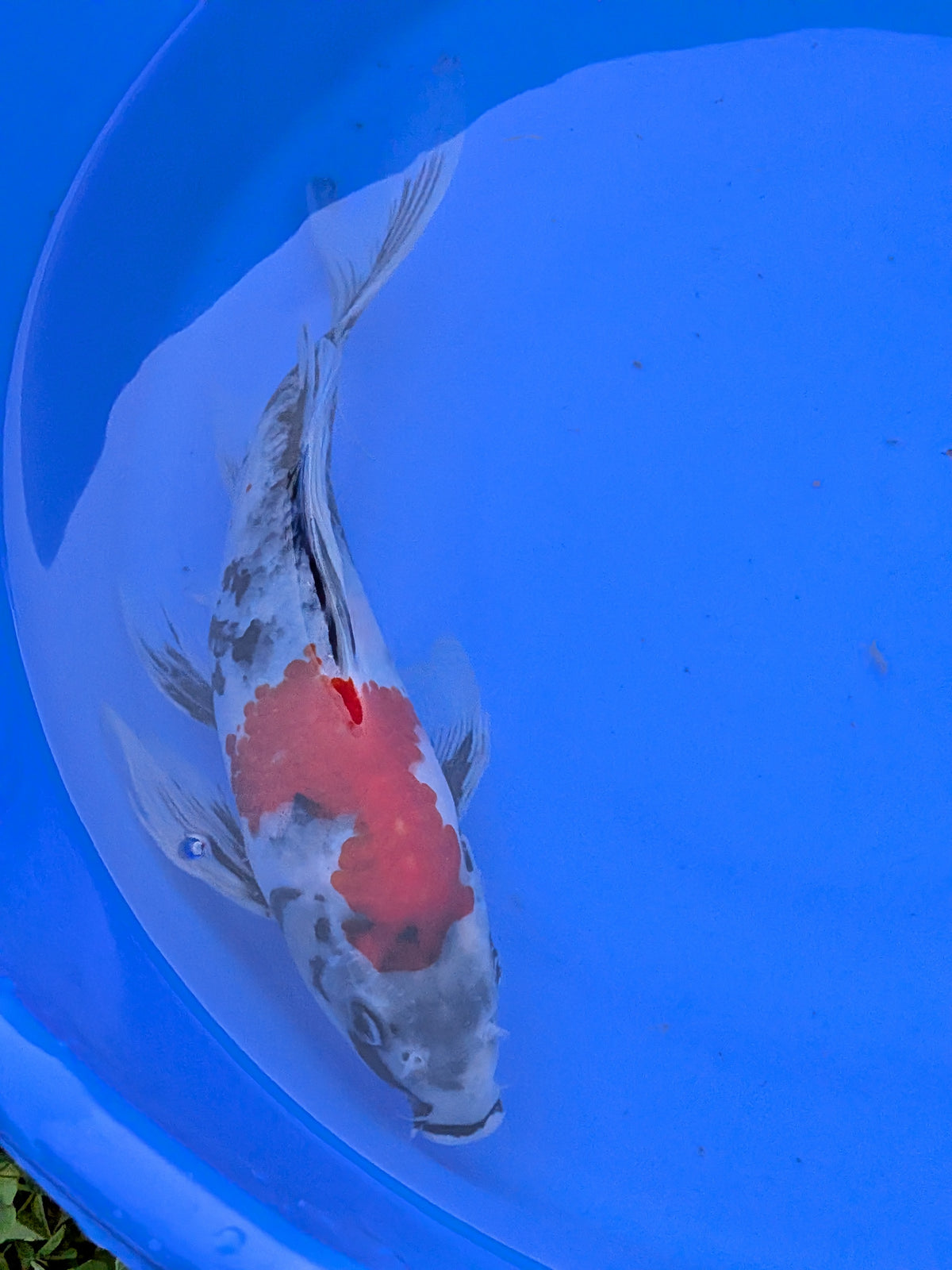 Japanese Imported Butterfly Showa Koi Fish