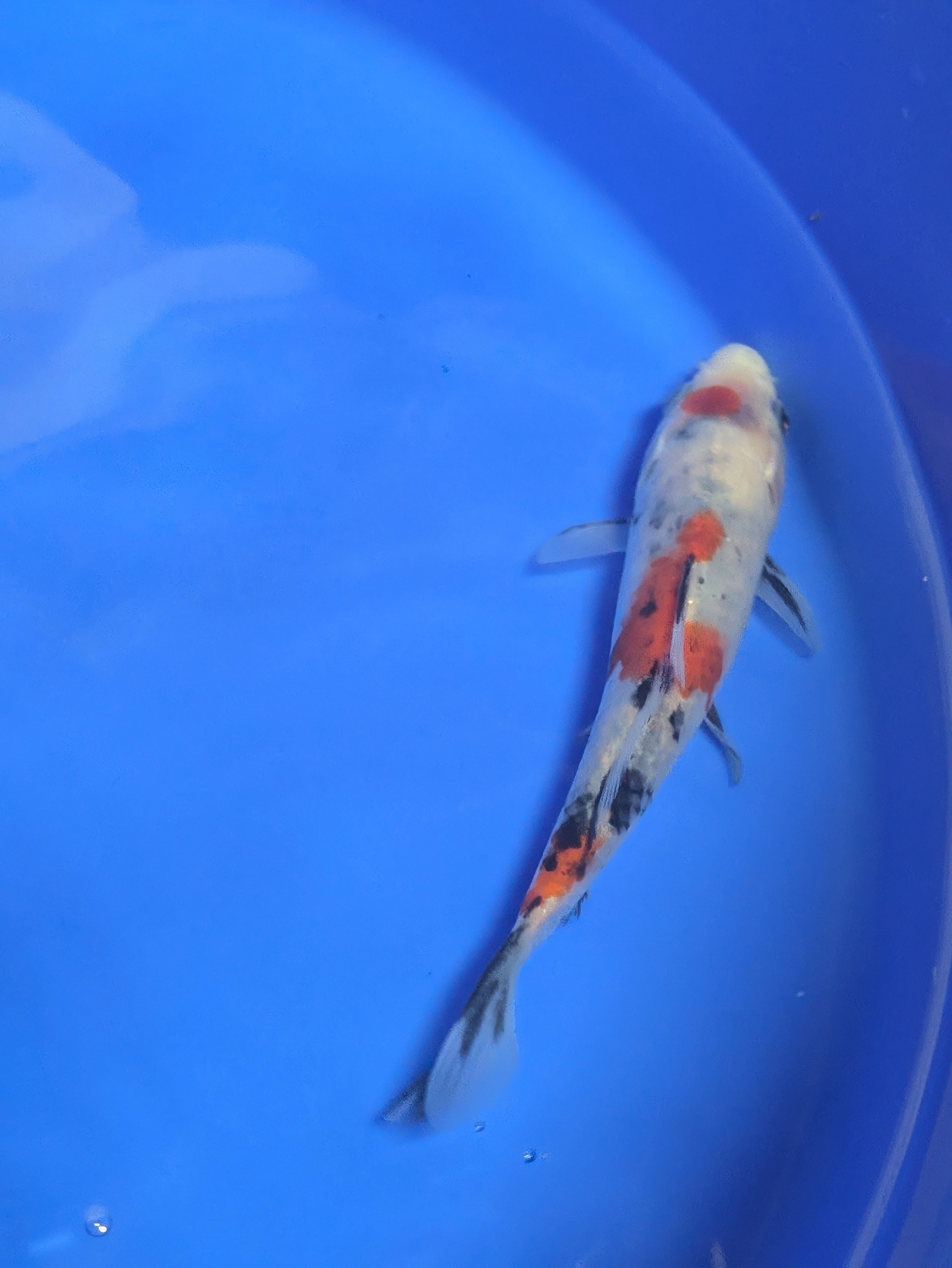 5-6" Premium Select Imported Koi Fish