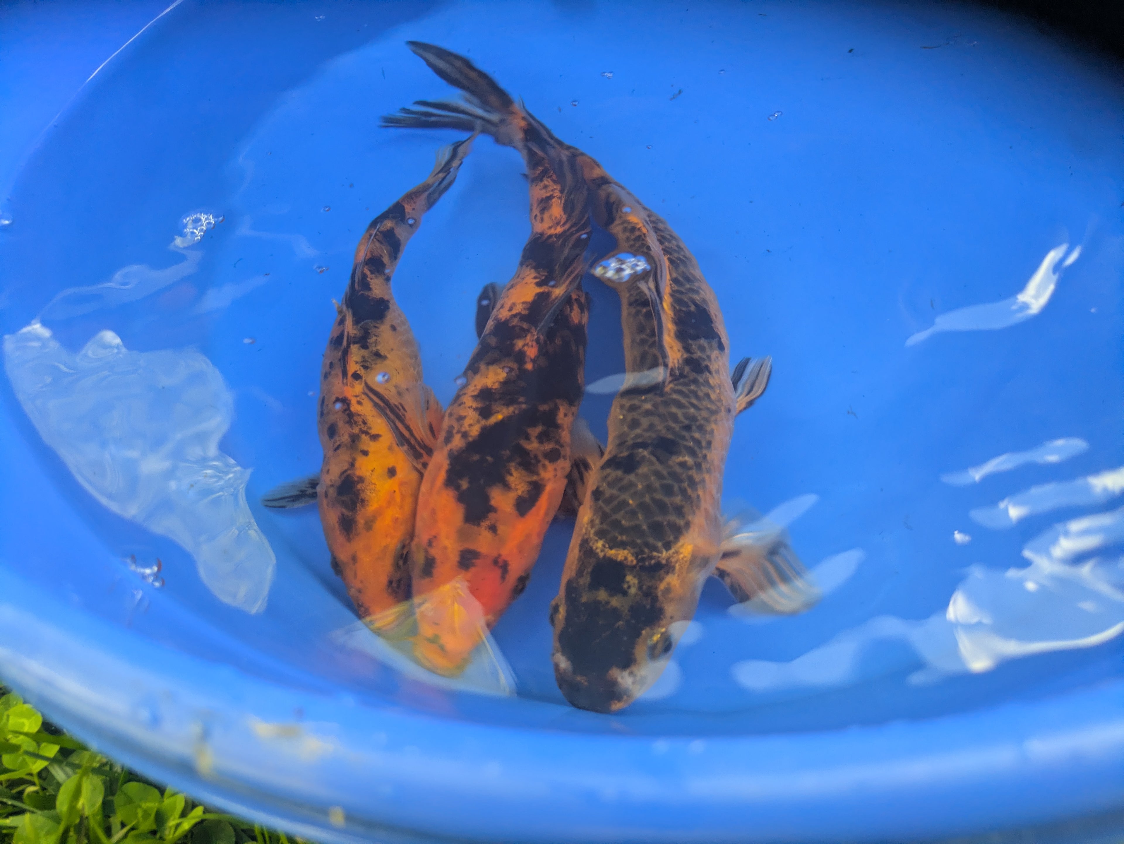 8"-10" Beginner Grade Koi Fish