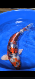 16-18" Kujaku Koi fish