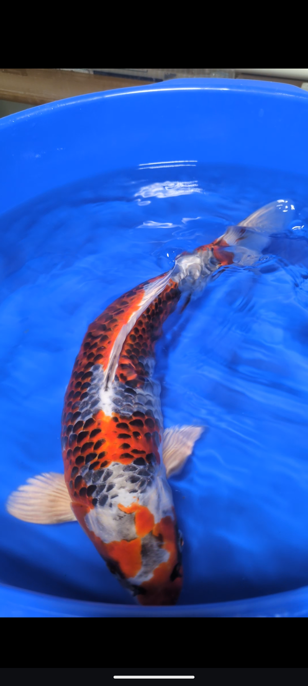 16-18" Kujaku Koi fish