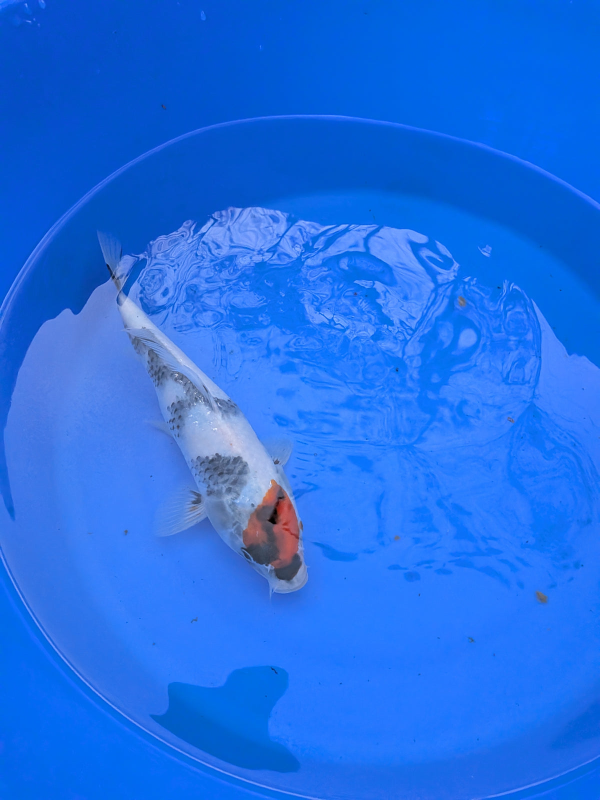 9" American Tancho Showa Koi Fish