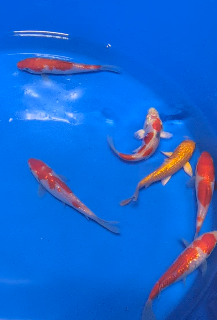 5-6" Premium Select Imported Koi Fish