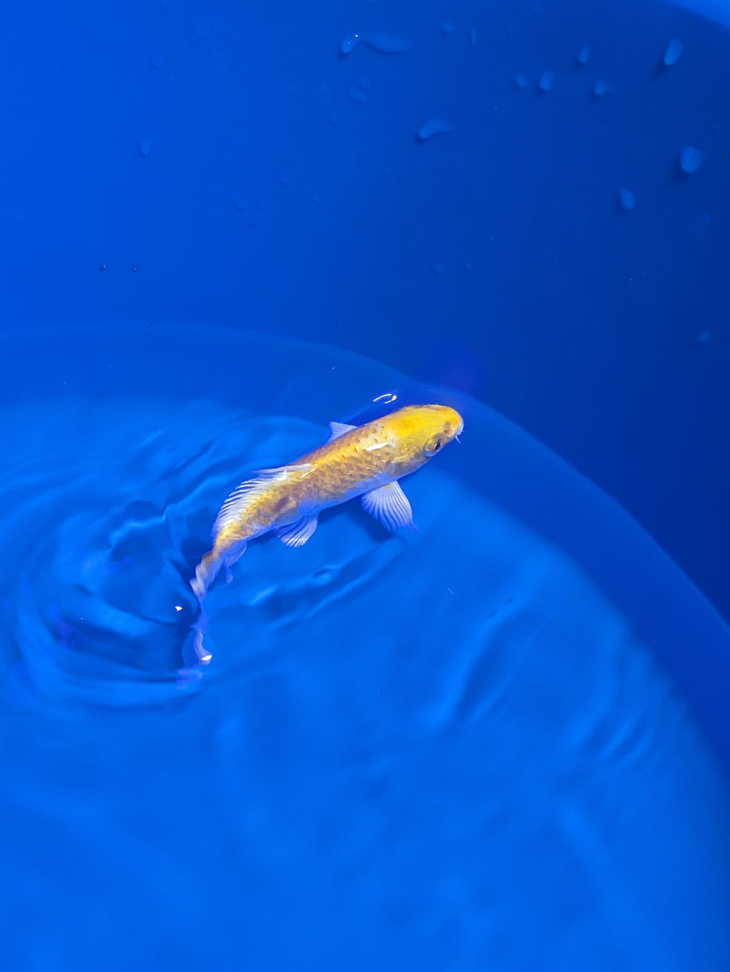 5-6" Premium Select Imported Koi Fish