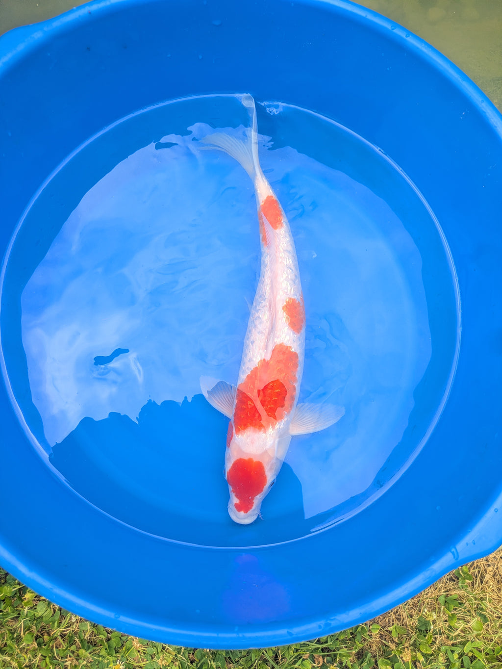 16-18" Imported Ginrin Kohaku Koi Fish