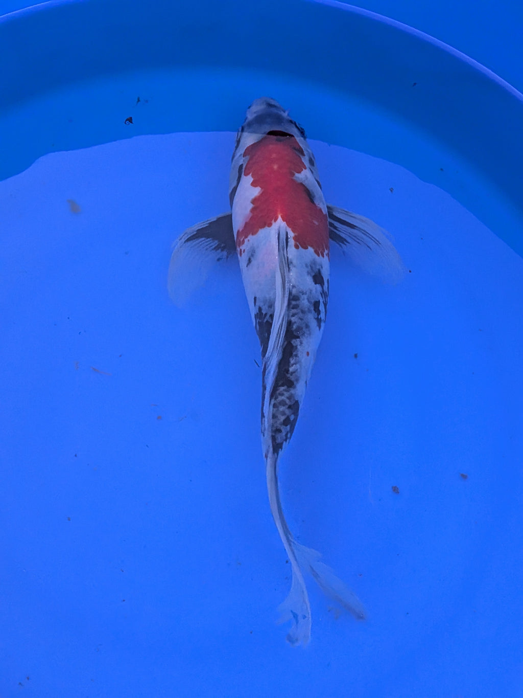 Japanese Imported Butterfly Showa Koi Fish