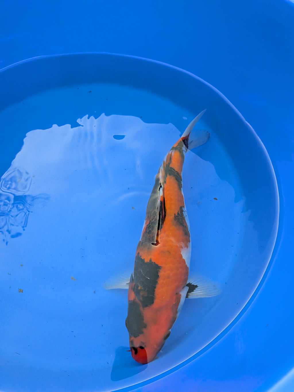 11" American Showa Koi Fish