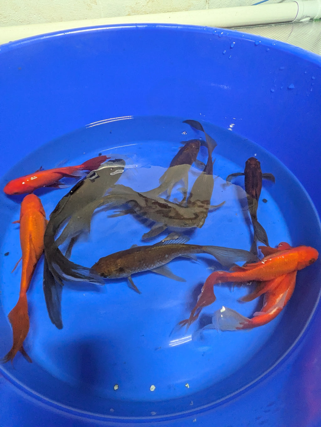 Medium Pond Grade Goldfish