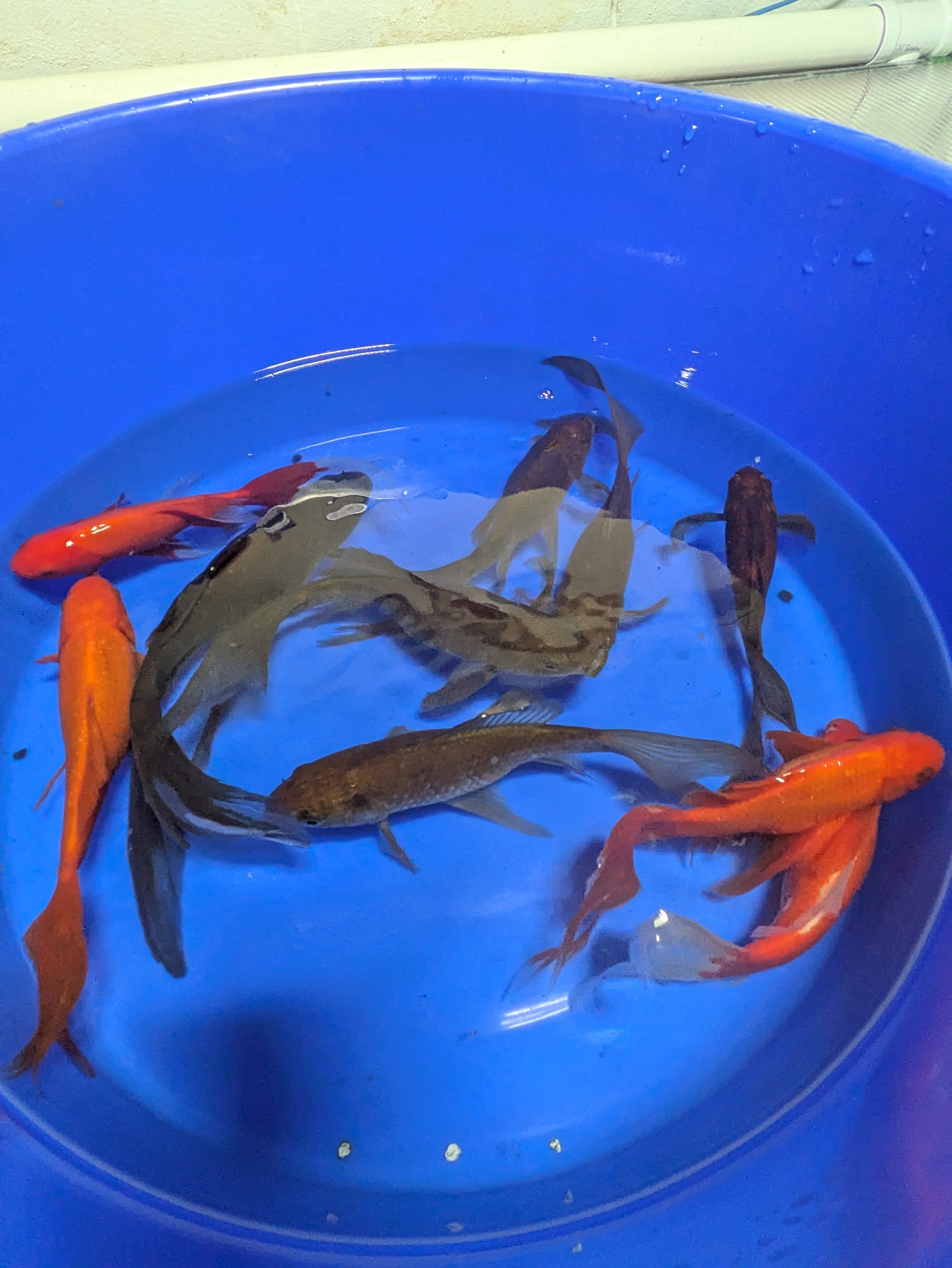 Medium Pond Grade Goldfish