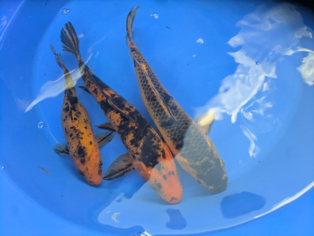 8"-10" Beginner Grade Koi Fish
