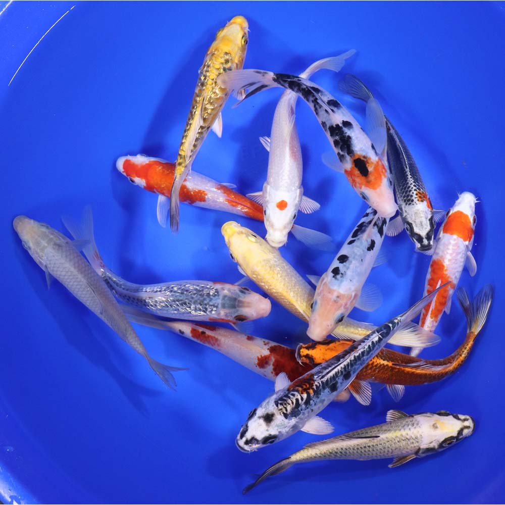 Lot of 12, 6-7" Imported Standard Grade Koi Fish. Available by shipping only!