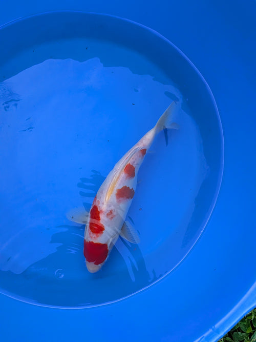 10-12" High Quality American Kohaku Koi Fish
